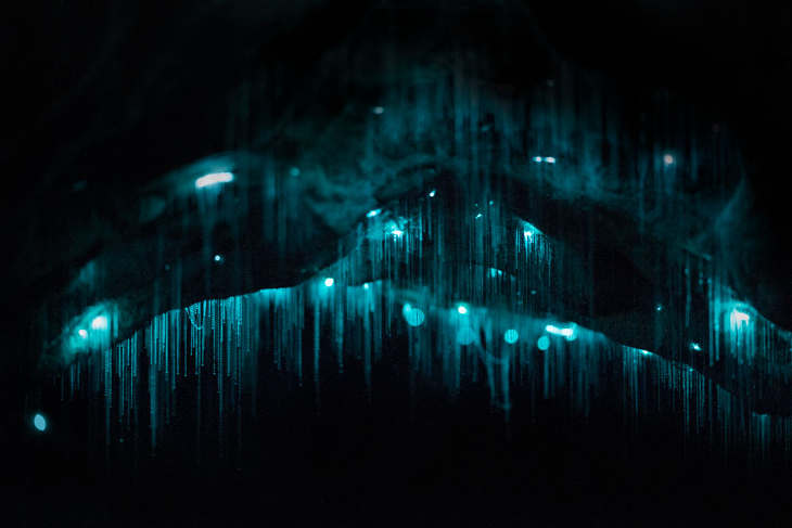 vers_luisants-8