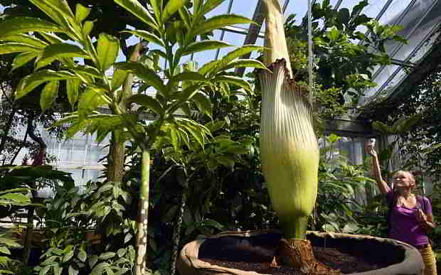 brazil-flower