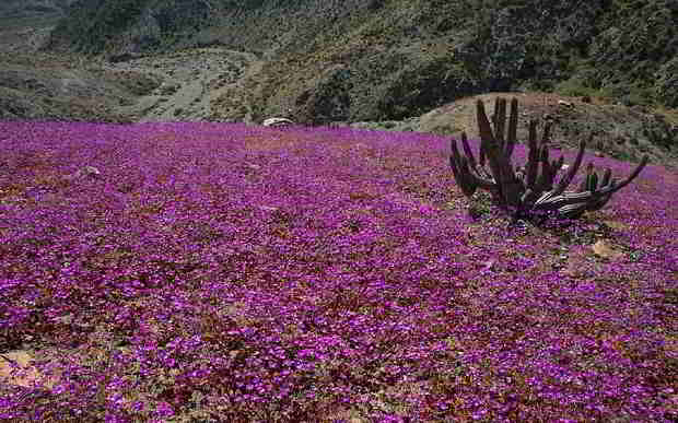 flower-desert