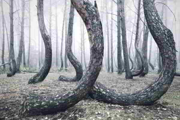forêt