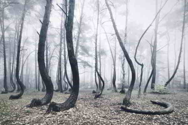 forêt