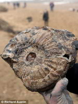fossile-falaises-8