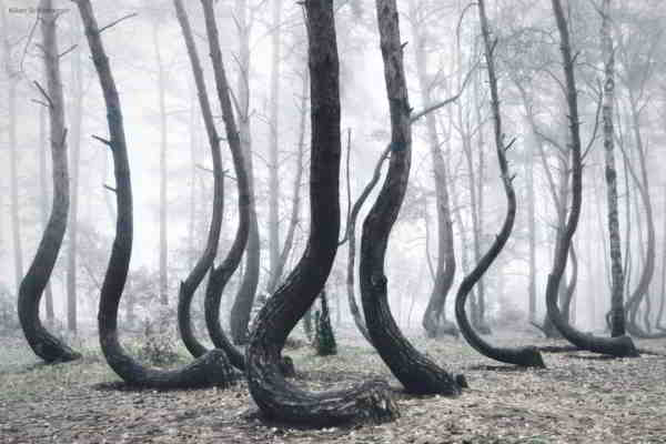 forêt