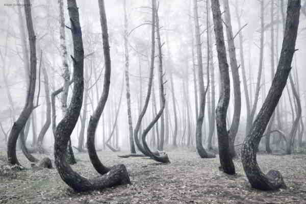 forêt