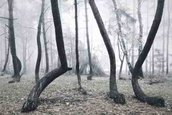 forêt