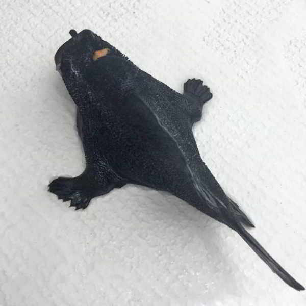 poisson-grenouille