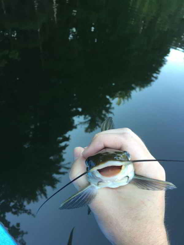 Un poisson photogénique