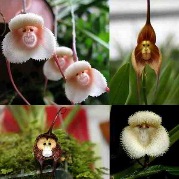 Les fleurs singes