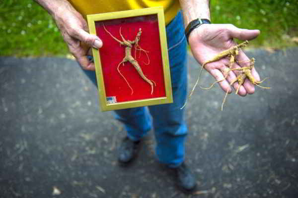 gueule-de-bois-ginseng