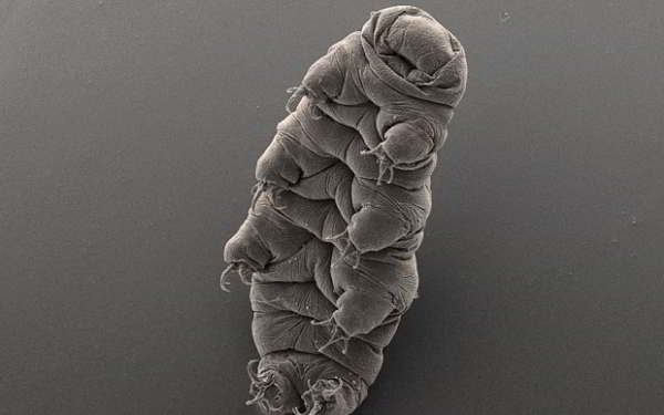 Tardigrades