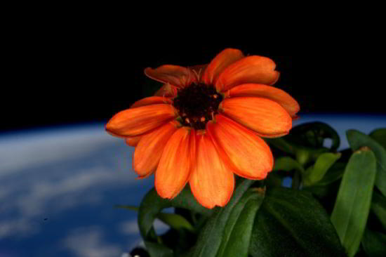 scott-kelly-yearinspace-fleur-iss