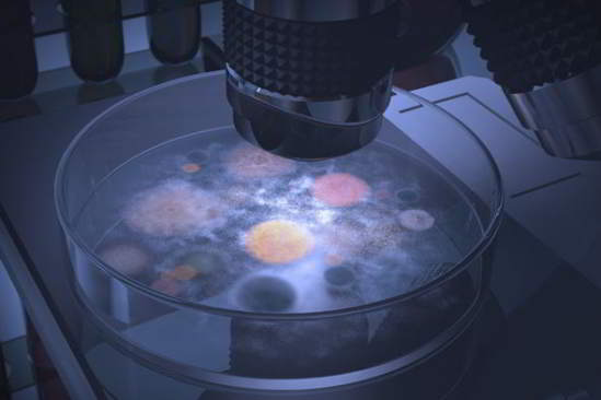 bactéries-microscope