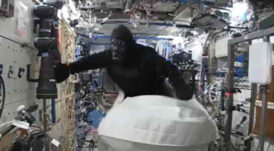 scott-kelly-yearinspace-gorille