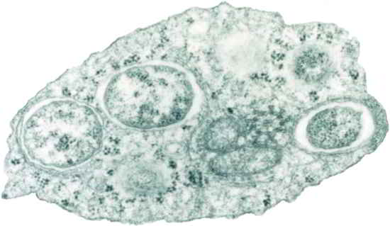 bactéries de moustiques