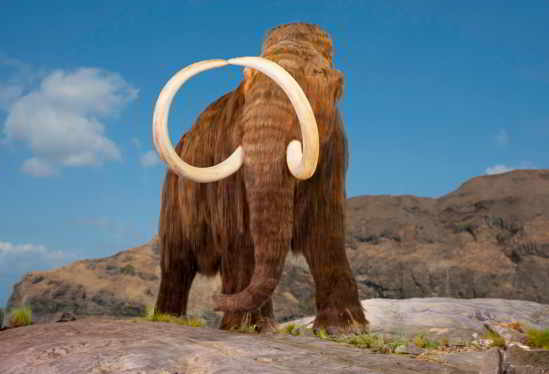 mamouth-adn-lion-clonage