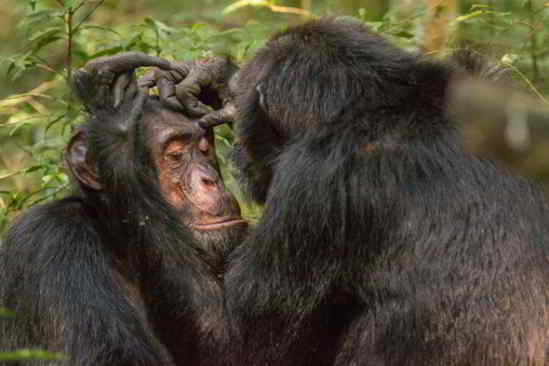 rituel-chimps
