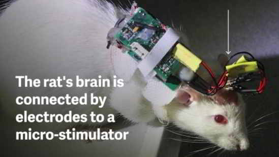 cyborgs-rats