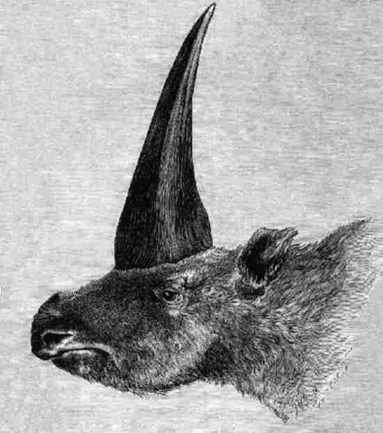 Elasmotherium_1878