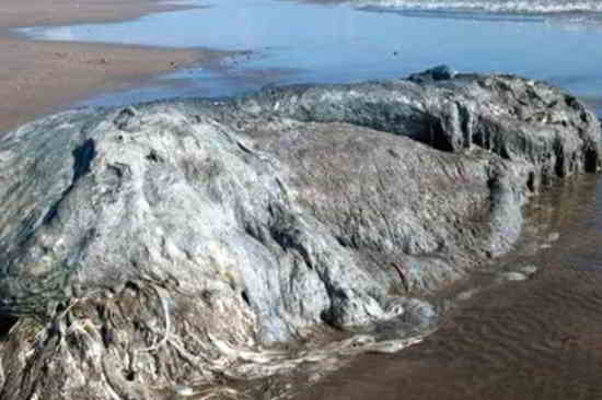 plage-étrange créature