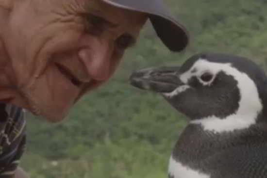 pingouin-pêcheur