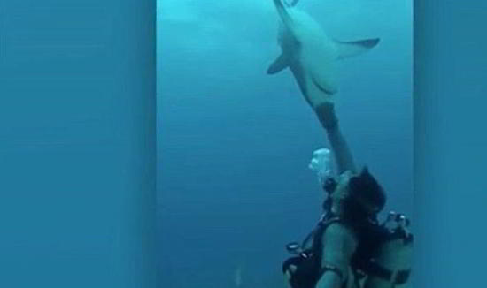 requins