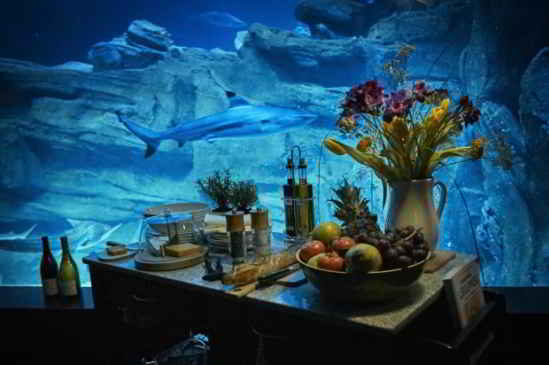 requin-aquarium