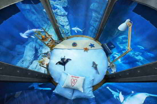 aquarium-requin