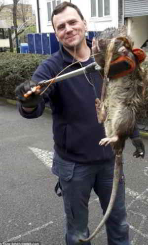 rat-géant