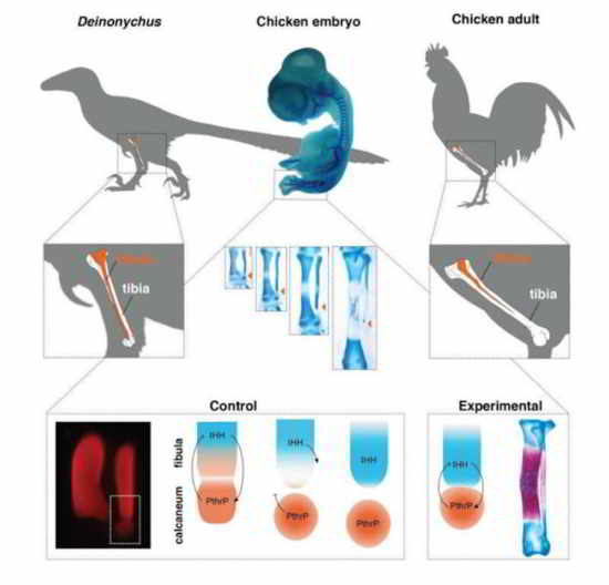 jurassic-park-en-vrai-science-1