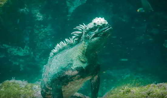 iguane