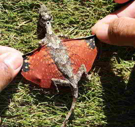 dragon-lezard