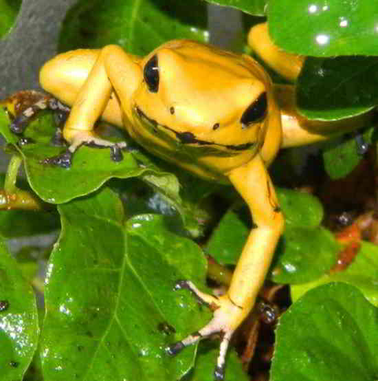 grenouille-toxique