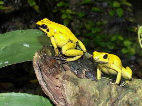grenouille-toxique