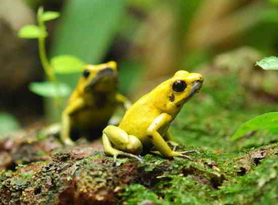 grenouille-toxique