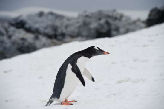 penguin-523978