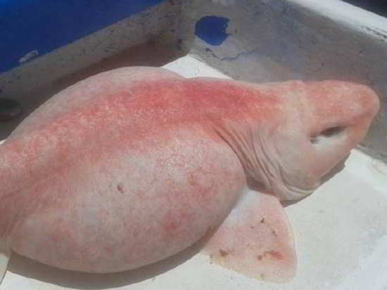 L'étrange poisson a été trouvé au large de la côte de Cabo, au Mexique. Photo : Supplied