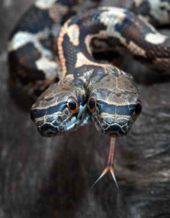 serpent2heads
