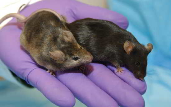 La NASA est en train de faire des tests sur des souris pour développer des moyens pour limiter les dommages aux organes des astronautes