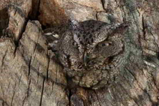 Ici, le hibou camouflé