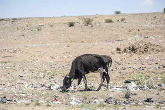 bétail-pénurie-d'eau