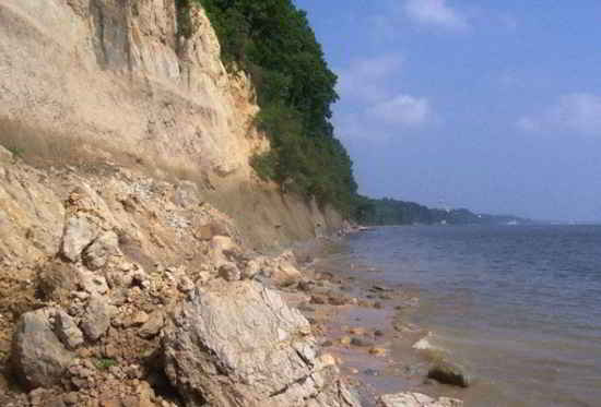 fossile-chien