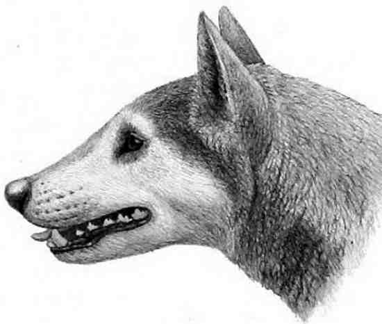 chien