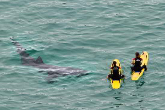Heureusement, les requins ne sont pas une menace pour les humains (Photo : Apex News)
