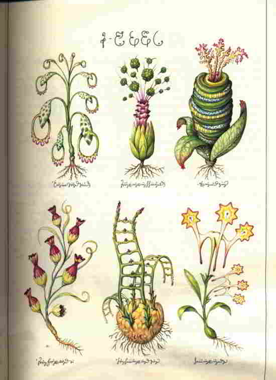 Codex-Seraphinianus-19