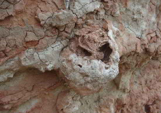 Une termitière de 25 millions d'années avec des champignons fossilisés à l'intérieur (H. Hilbert-Worf, James Cook University)