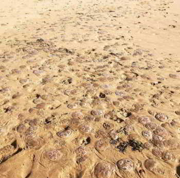 Des milliers de méduses échouées sur la plage Woolacombe