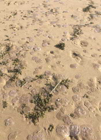 L'invasion de méduses pourrait faire fermer les plages
