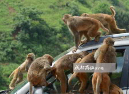 Xianfeng-monkey-village-600x436