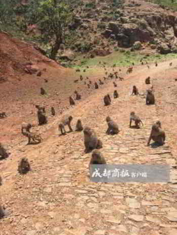Xianfeng-monkey-village2-600x799