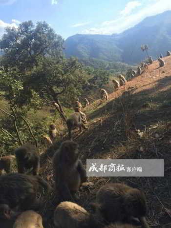 Xianfeng-monkey-village5-600x800